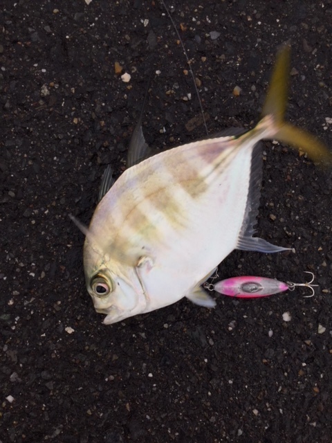 11 18 丸メッキ と呼ばれた魚 Sierraのアウトドアライフ 11 18 丸メッキ と呼ばれた魚 Sierraのアウトドアライフ