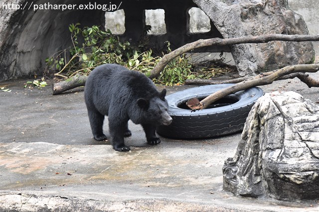 ２０１７年１０月　とくしま動物園　その２_a0052986_7322049.jpg