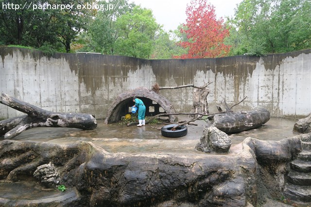 ２０１７年１０月　とくしま動物園　その２_a0052986_7373121.jpg