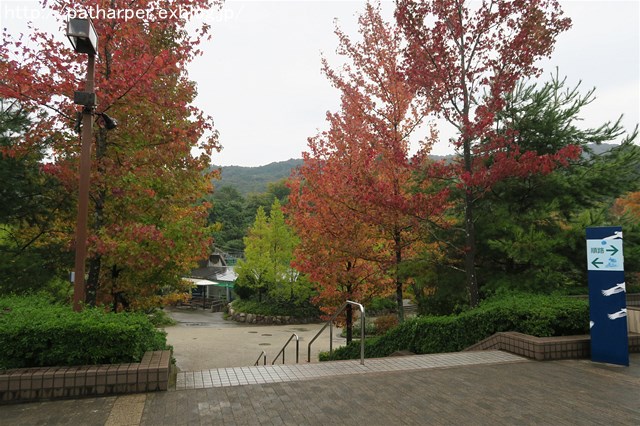 ２０１７年１０月　とくしま動物園　その２_a0052986_7514470.jpg