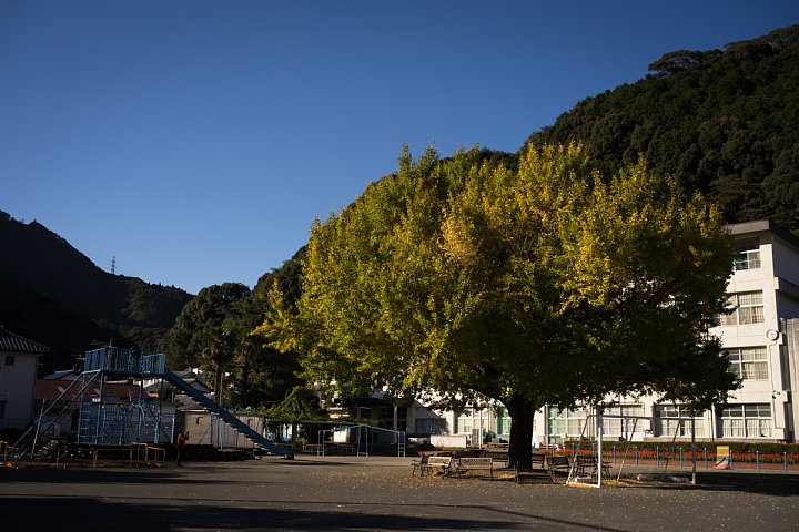 樹齢140年の大銀杏がある本校_d0353489_8471369.jpg