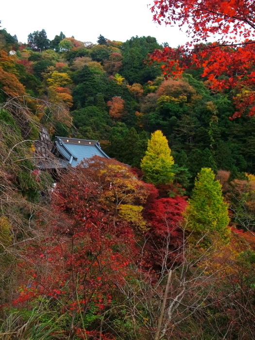 大山阿夫利神社紅葉ライド_d0081997_20593291.jpg