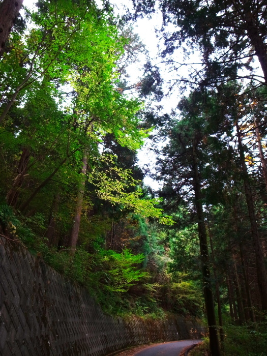 大山阿夫利神社紅葉ライド_d0081997_21064372.jpg