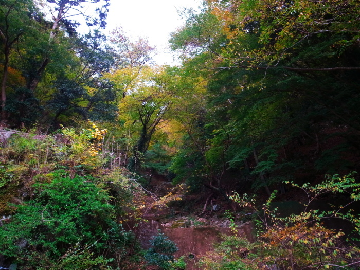 大山阿夫利神社紅葉ライド_d0081997_21125966.jpg