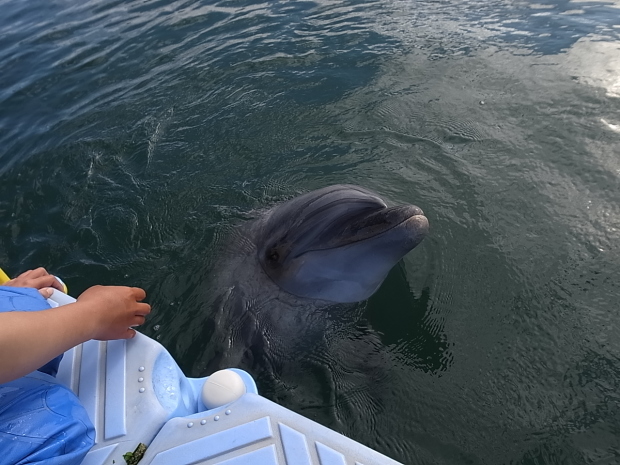 ドルフィンセンター～屋島山上＠香川県さぬき市～高松市_f0197703_18202701.jpg