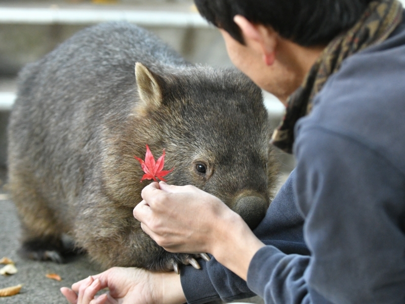 舞う落ち葉、傍でモモコ_a0164204_13554676.jpg