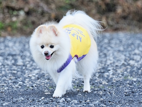 調子が出ない時もある_d0360206_23254225.jpg