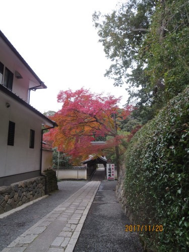 東福寺の紅葉情報です。_e0336009_22494851.jpg