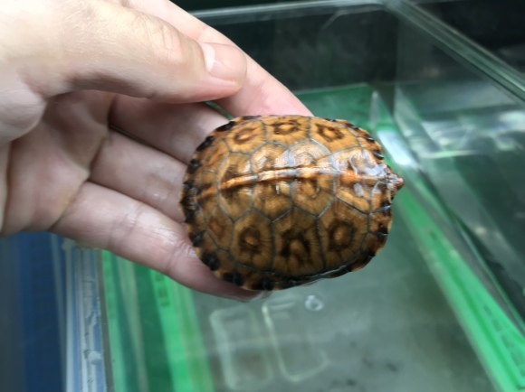 驚きの値段で BIG HEADED その他