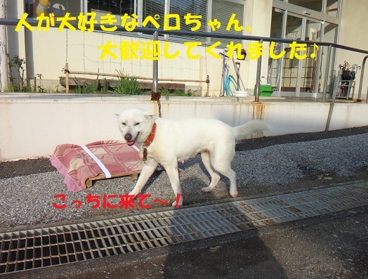 センター訪問 その3 紀州犬のペロちゃん 里親さん 預かりさん募集中です もももの部屋 怖がりで攻撃性の高い秋田犬のタイガ 老犬 雑種のベスの共同生活 保護活動の記録です 時々お空のモカも登場 センター訪問 その3 紀州犬のペロちゃん 里親さん 預かりさん募集中です もももの部屋 怖がりで攻撃性の高い秋田犬のタイガ 老犬 雑種のベスの共同生活 保護活動の記録です 時々お空のモカも登場