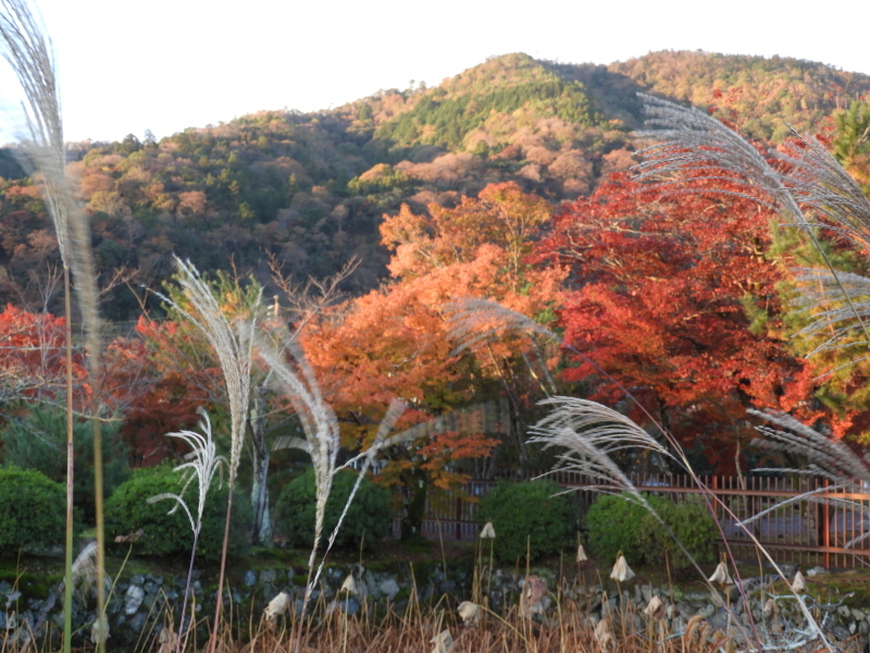 嵐山の朝と天龍寺_e0048413_19451932.jpg