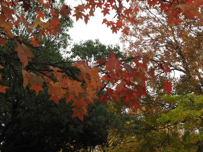 佐伯区民文化センター&五日市中央公園_c0116915_23202849.jpg