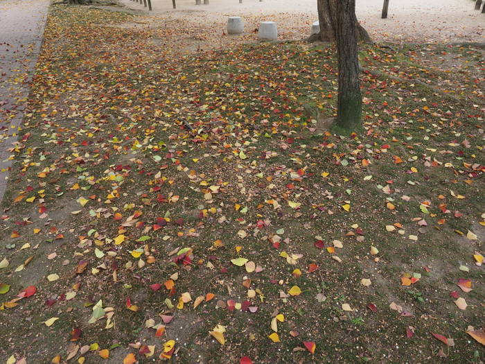 佐伯区民文化センター&五日市中央公園_c0116915_23210780.jpg