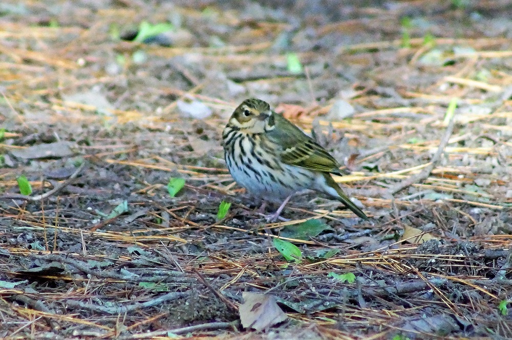 こんな鳥にも・・・_c0042418_08311369.jpg