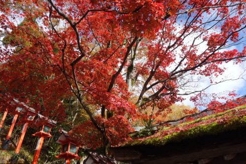 京都トレイル（大原~鞍馬）_c0223019_23445011.jpg