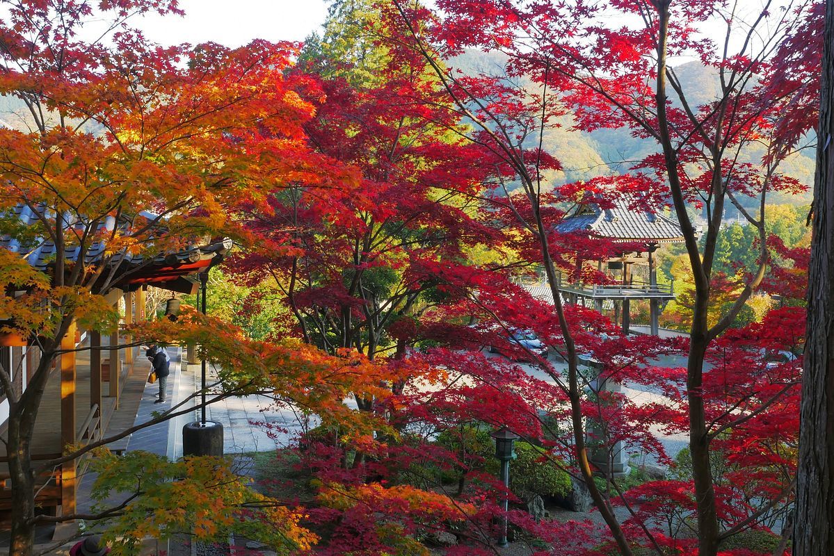この紅葉を見ずして 桐生 崇禅寺の紅葉こそ 私のデジタル写真眼