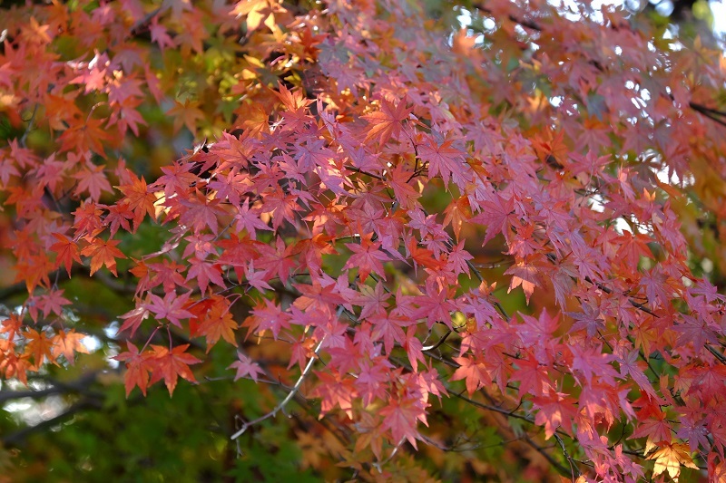 b0230131_12452933.jpg