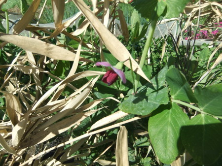 絹さやに 紫の花が 家庭菜園日記 すろーらいふ 茅ケ崎のはまちゃん 野菜つくり 絹さやに 紫の花が 家庭菜園日記 すろーらいふ 茅ケ崎のはまちゃん 野菜つくり