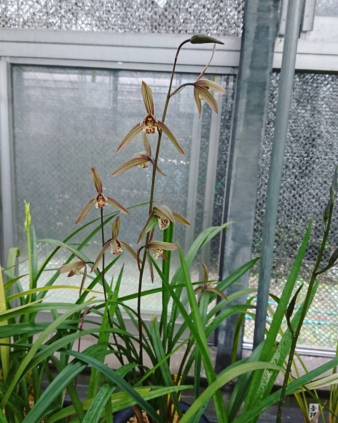 今年の寒蘭 : 蘭万園日記