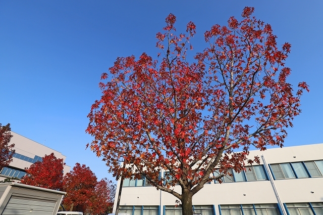 a0242438_21445890.jpg