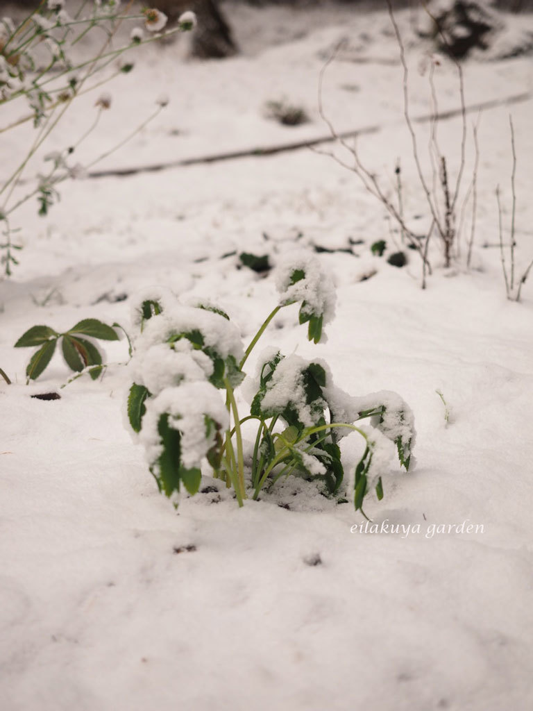 雪の日メンテ_b0133243_19195354.jpg