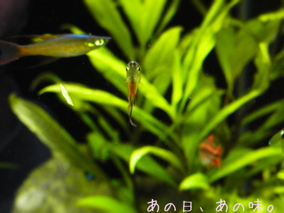 a0305046_09132715.jpg