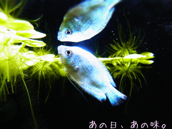 a0305046_09133998.jpg