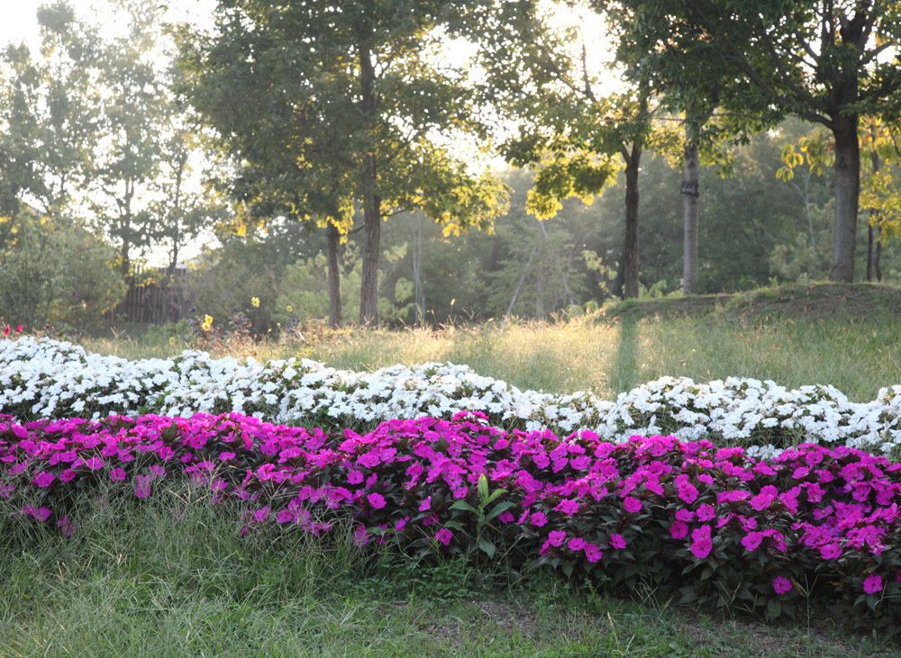 広陵町　馬見丘陵公園　ニューギニアインパチェンス_c0108146_09264351.jpg