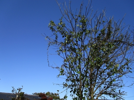 c0327752_15392641.jpg