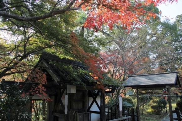 京都の紅葉は十輪寺から_a0355356_08550020.jpg