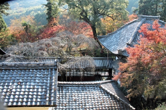 京都の紅葉は十輪寺から_a0355356_09044155.jpg