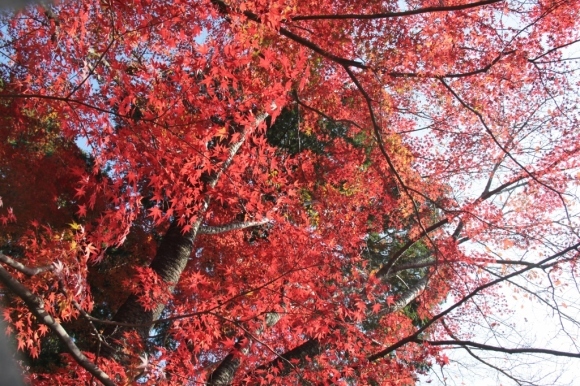 京都の紅葉は十輪寺から_a0355356_09125747.jpg