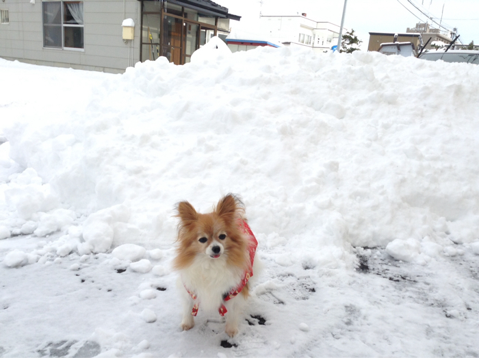 雪やこんこ_b0122262_12091416.jpg