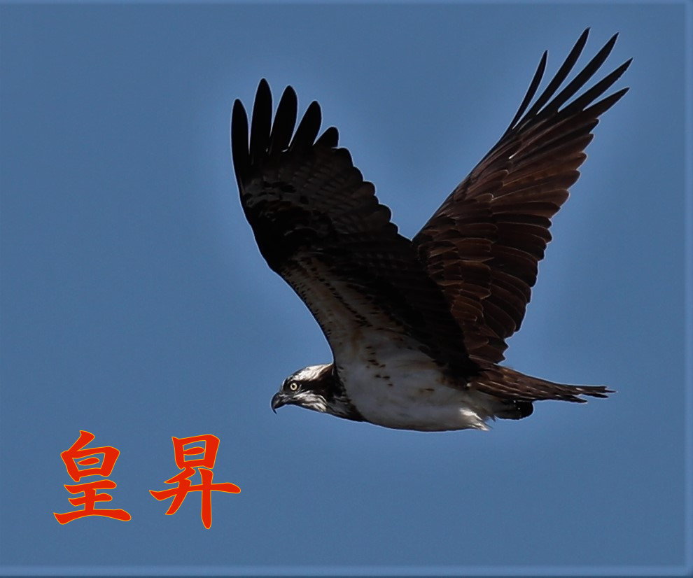 風強いな、波高くて魚が見えないよ　これでは狩りは困難だな、腹は減っているし　このまま帰れないし、風が弱くならないかな　どうしょう？。_d0370867_18165294.jpg