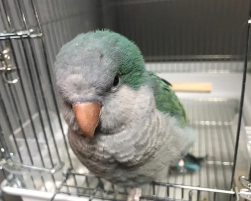 オキナインコ色代わり　エメナルド(。´･ω･)?_f0385970_00113711.jpg