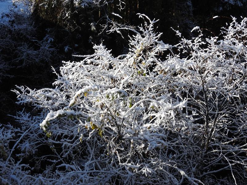 　11月の雪化粧　（美女島橋）_f0290971_16101744.jpg