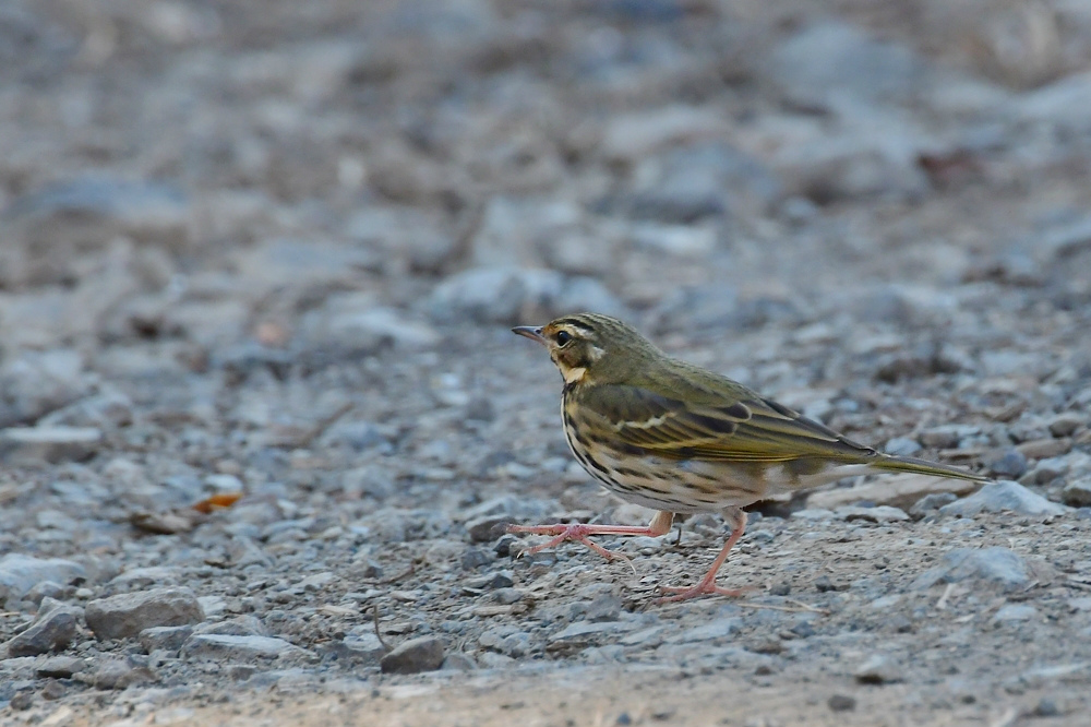 お山の鳥さん　ゴジュウカラ　アカゲラ　ビンズイ_f0053272_22400724.jpg