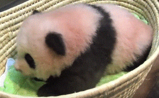 c0139375_11234717.gif
