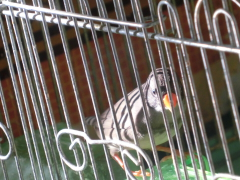 お尻ばかり Shimajiroo 空飛ぶ小鳥たち