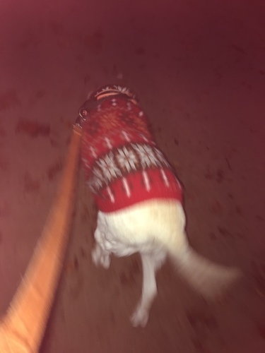 f0315081_21371015.jpeg
