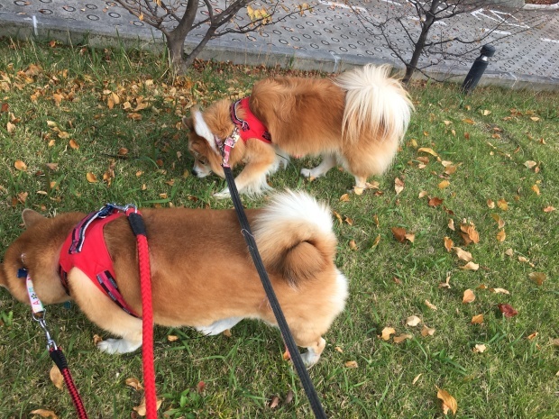 b0377882_21395788.jpeg
