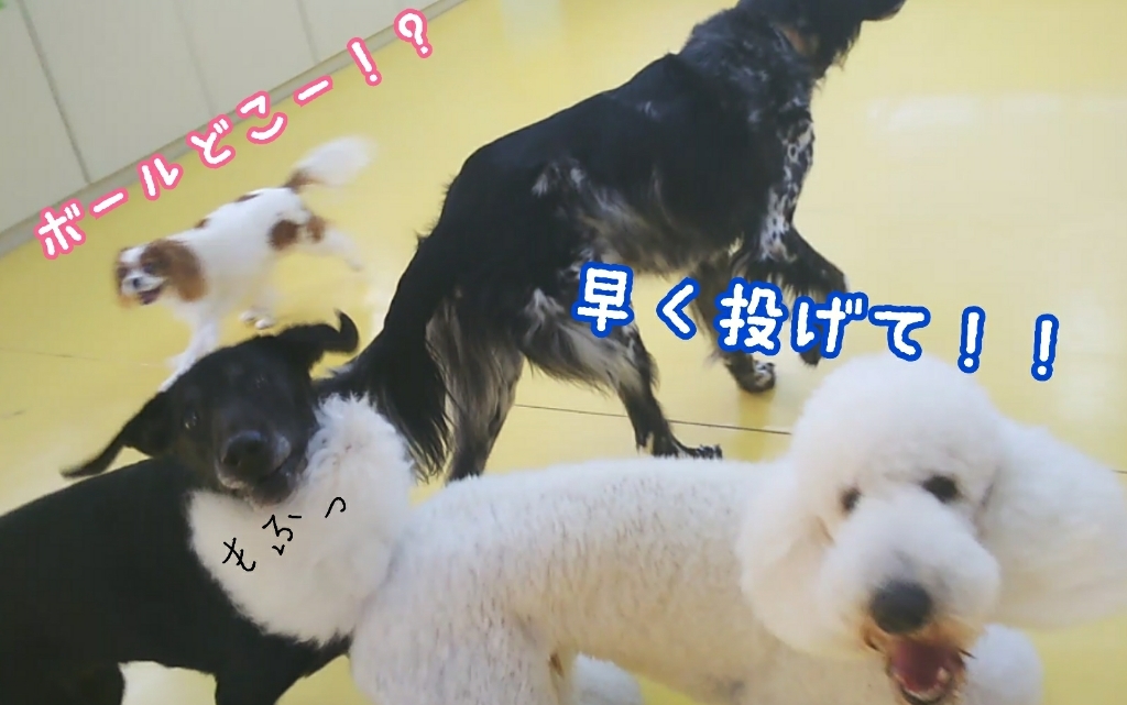 ボールあそび🎶_f0357682_19372902.jpg
