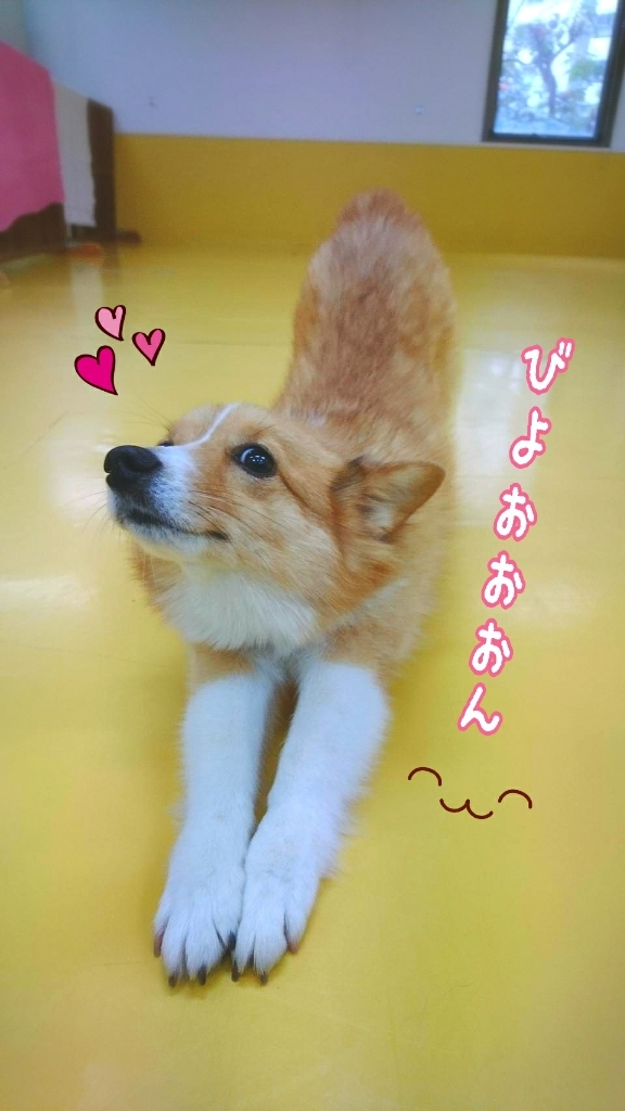 ボールあそび🎶_f0357682_20035475.jpg