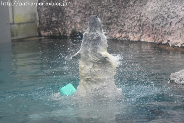 ２０１７年１０月　とくしま動物園　その３　雨の日のポロロ_a0052986_7235371.jpg