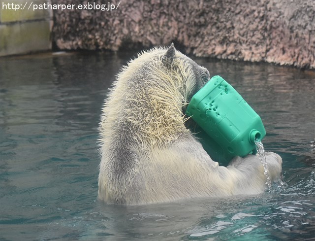 ２０１７年１０月　とくしま動物園　その３　雨の日のポロロ_a0052986_7241150.jpg