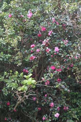 e0354596_00033486.jpg