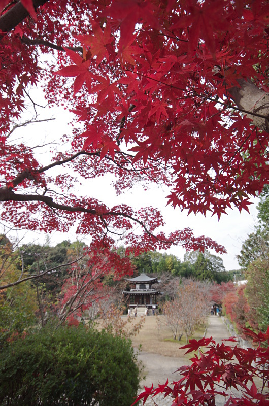 勧修寺　紅葉_c0382798_08561260.jpg