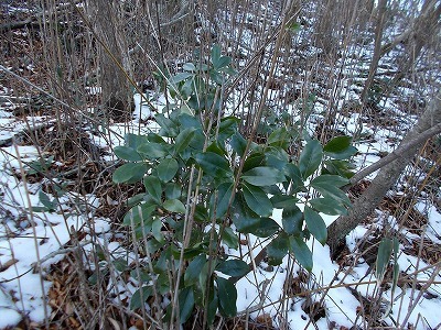 f0308898_20435359.jpg