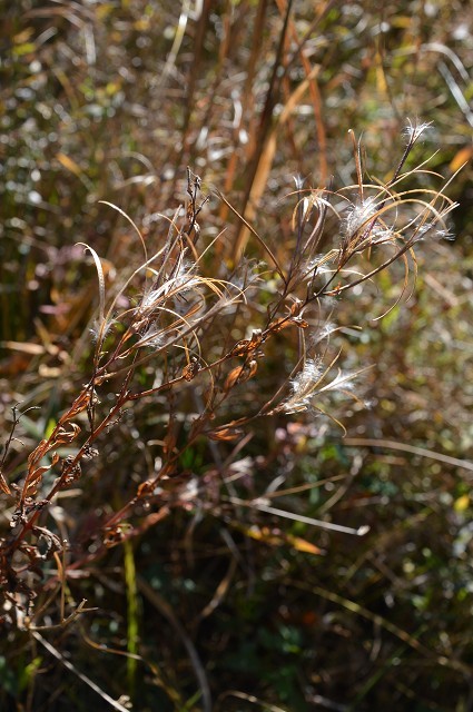 野山北 種…Seed_c0124100_11161113.jpg