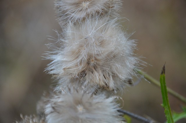 野山北 種…Seed_c0124100_11164749.jpg